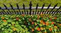 Lightweight TF11 railings above a front-garden planting bed